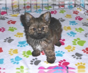 Yorkshire Terrier Puppy for sale in ORO VALLEY, AZ, USA