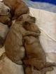 Small Photo #13 Goldendoodle Puppy For Sale in FORT COLLINS, CO, USA
