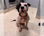 Small #2 American Staffordshire Terrier Mix