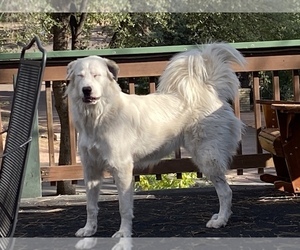 Great Pyrenees Dogs for adoption in PAYSON, AZ, USA