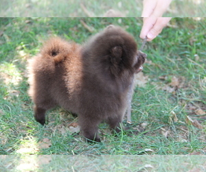 Pomeranian Puppy for sale in EMPIRE STATE, NY, USA