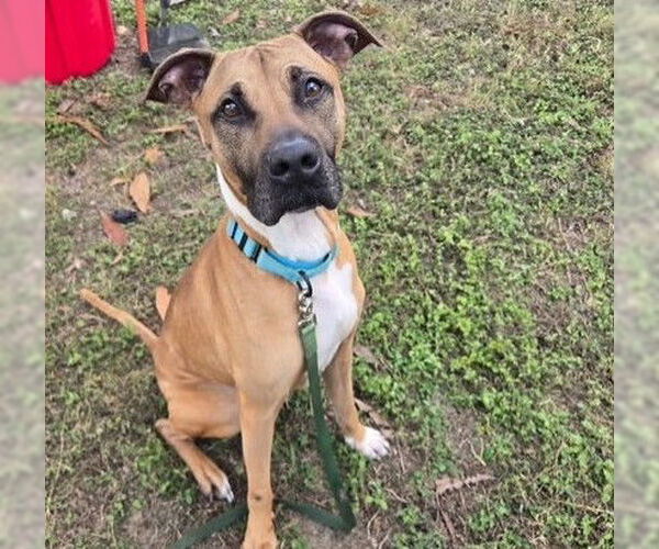 Medium Photo #1 Black Mouth Cur Puppy For Sale in Ocala, FL, USA