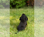 Small #18 Dachshund