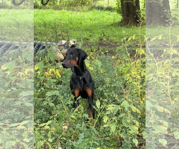 Medium Photo #10 Doberman Pinscher Puppy For Sale in Buffalo, MN, USA