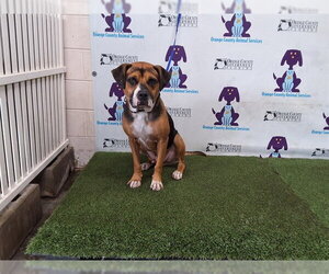 Beagle-English Foxhound Mix Dogs for adoption in Orlando, FL, USA