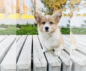 Pembroke Welsh Corgi Puppy for sale in EASTVALE, CA, USA