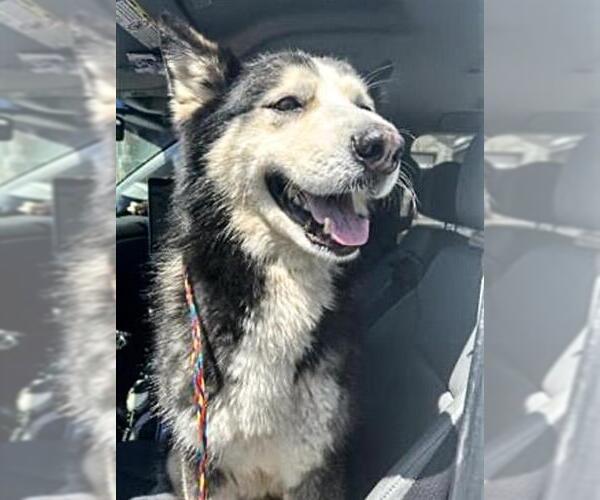 Medium Photo #2 Siberian Husky Puppy For Sale in Houston, TX, USA