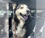 Small #1 Siberian Husky