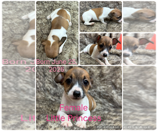 Medium Photo #2 Rat Terrier Puppy For Sale in WHITAKERS, NC, USA