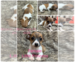 Small #1 Rat Terrier