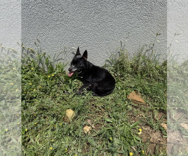 Medium Photo #2 Chipin Puppy For Sale in Euless, TX, USA