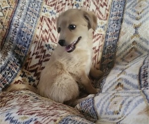 Chiranian Puppy for sale in AGUANGA, CA, USA