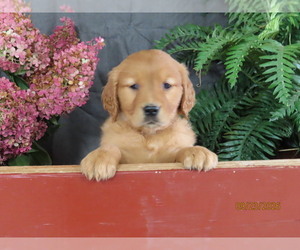 Golden Retriever Puppy for sale in THORP, WI, USA