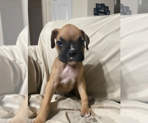 Boxer Puppy for Sale in SPRING, Texas USA