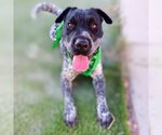 Small #1 Mutt