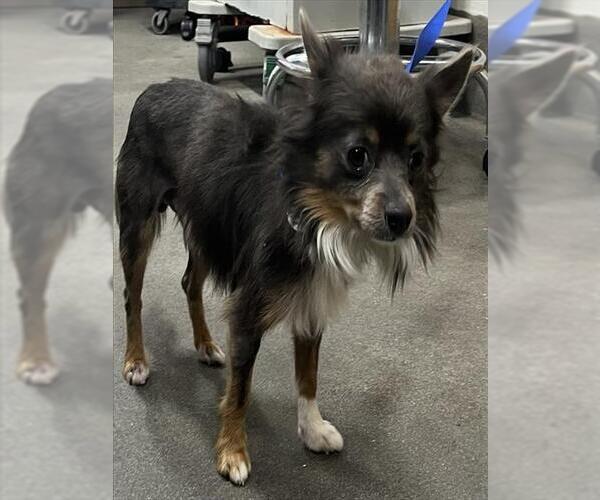 Medium Photo #1 Pomeranian Puppy For Sale in Forestville, MD, USA