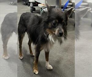 Pomeranian Dogs for adoption in Forestville, MD, USA