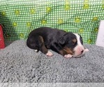 Small #1 Bernese Mountain Dog