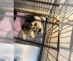Small #2 Yorkshire Terrier