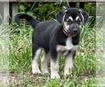 Small Photo #3 Beagle-Siberian Husky Mix Puppy For Sale in SPRINGFIELD, OR, USA