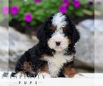 Small #2 Bernedoodle (Miniature)