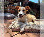 Small Labrador Retriever Mix