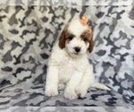 Small #4 Cavapoo (Miniature)