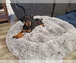 Small Doberman Pinscher