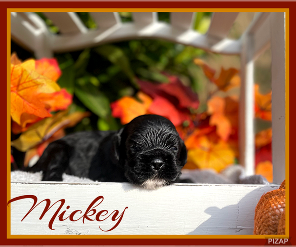 Medium Photo #4 Cocker Spaniel Puppy For Sale in CLINTON, OK, USA