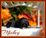 Small Photo #4 Cocker Spaniel Puppy For Sale in CLINTON, OK, USA