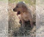 Small Photo #22 Labrador Retriever Puppy For Sale in BONAIRE, GA, USA