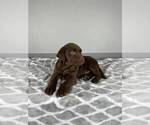 Small Photo #5 Labrador Retriever Puppy For Sale in FRANKLIN, IN, USA