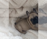 Small Photo #7 French Bulldog Puppy For Sale in CLEVELAND, NC, USA