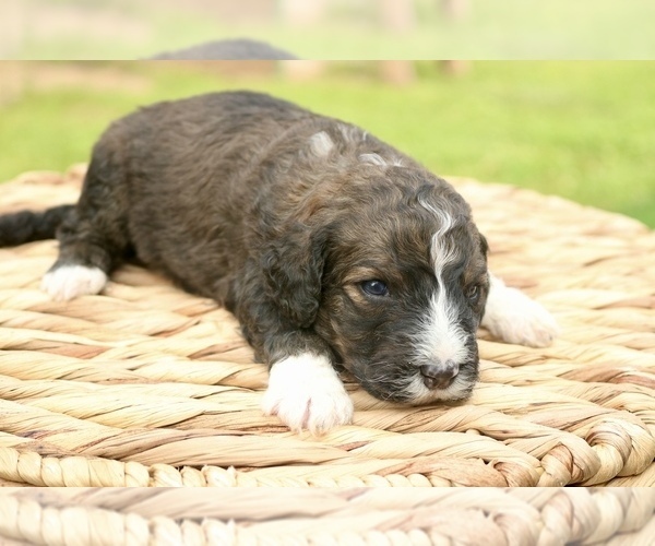 Medium Photo #3 Bernedoodle Puppy For Sale in KNOB NOSTER, MO, USA