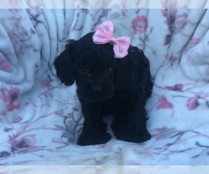 Cocker Spaniel-Poodle (Miniature) Mix Puppy for sale in LAKELAND, FL, USA