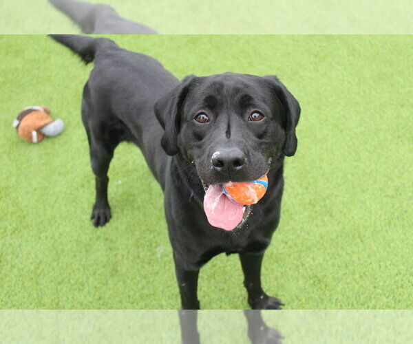 Medium Photo #1 Labrador Retriever Puppy For Sale in Chestertown, MD, USA