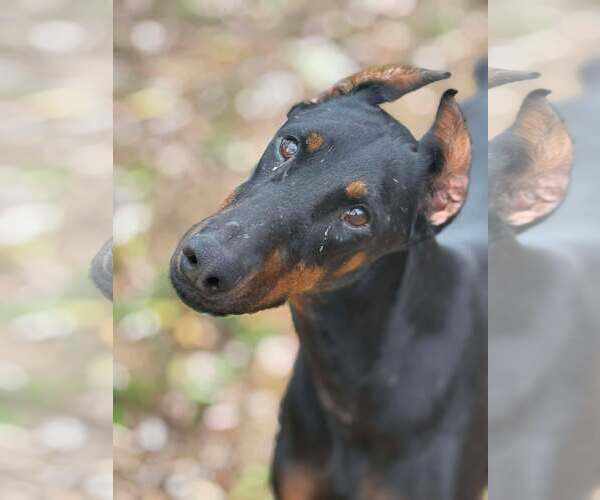 Medium Photo #2 Doberman Pinscher Puppy For Sale in Aurora, OH, USA