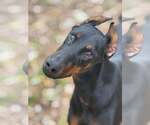 Small #1 Doberman Pinscher