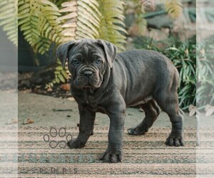 Cane Corso Puppy for sale in HONEY BROOK, PA, USA