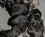 Small Photo #1 Cavapoo Puppy For Sale in BEAUFORT, SC, USA