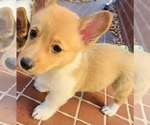 Puppy 1 Pembroke Welsh Corgi