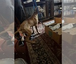 Small Great Dane