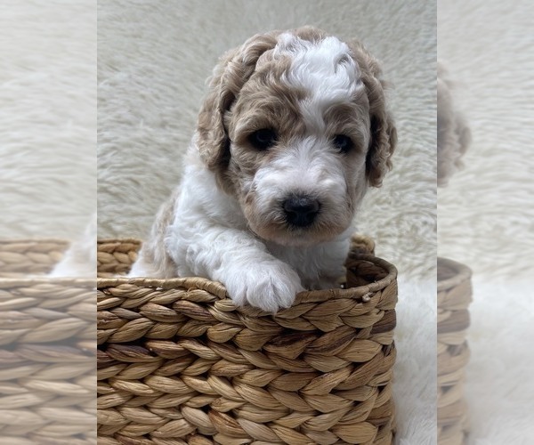 Medium Photo #20 Double Doodle Puppy For Sale in PIERSON, FL, USA