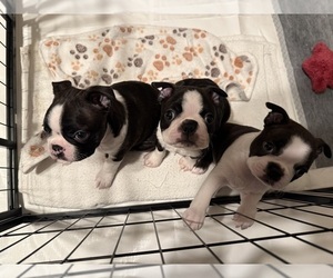 Boston Terrier Litter for sale in MORENO VALLEY, CA, USA