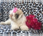 Small Photo #11 Maltipoo Puppy For Sale in LAKELAND, FL, USA