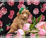 Small Photo #2 Aussiedoodle Miniature  Puppy For Sale in NOTTINGHAM, PA, USA