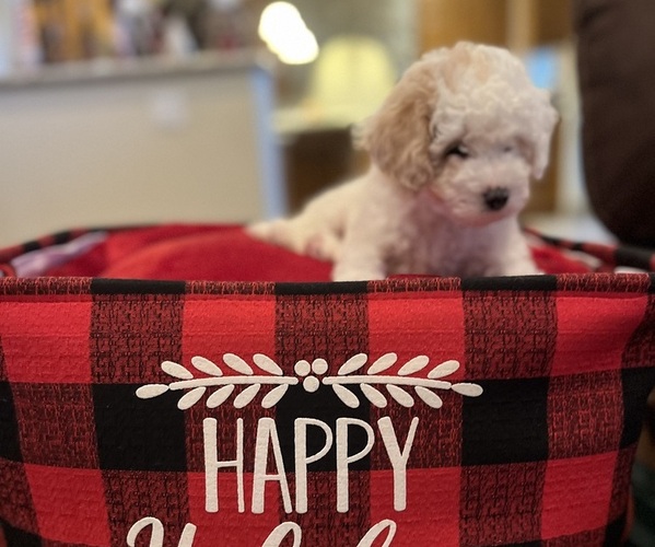 Medium Photo #1 Poodle (Toy) Puppy For Sale in EAGLE, ID, USA