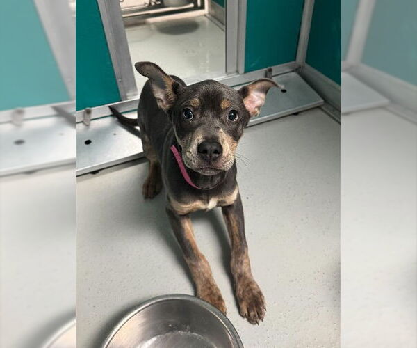 Medium Photo #1 Mutt Puppy For Sale in Oklahoma City, OK, USA