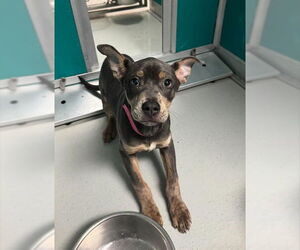 Mutt Dogs for adoption in Oklahoma City, OK, USA