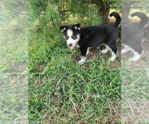 Siberian Husky Puppy for Sale in AUBURN, New York USA